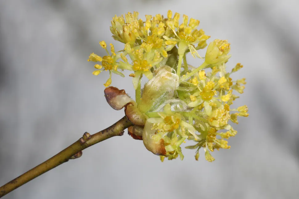 Gule blomster Sassafras Albidum