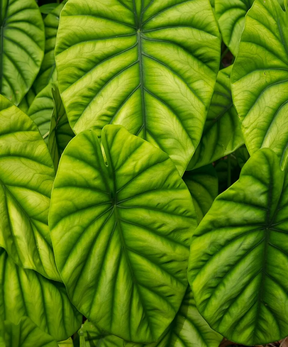 Folhas verdes com nervuras marcadas Alocasia cuprea