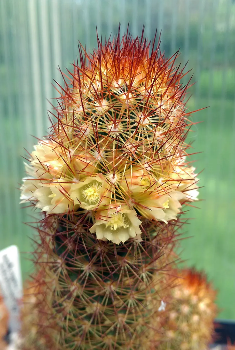 Mammillaria elongata espinas rojas