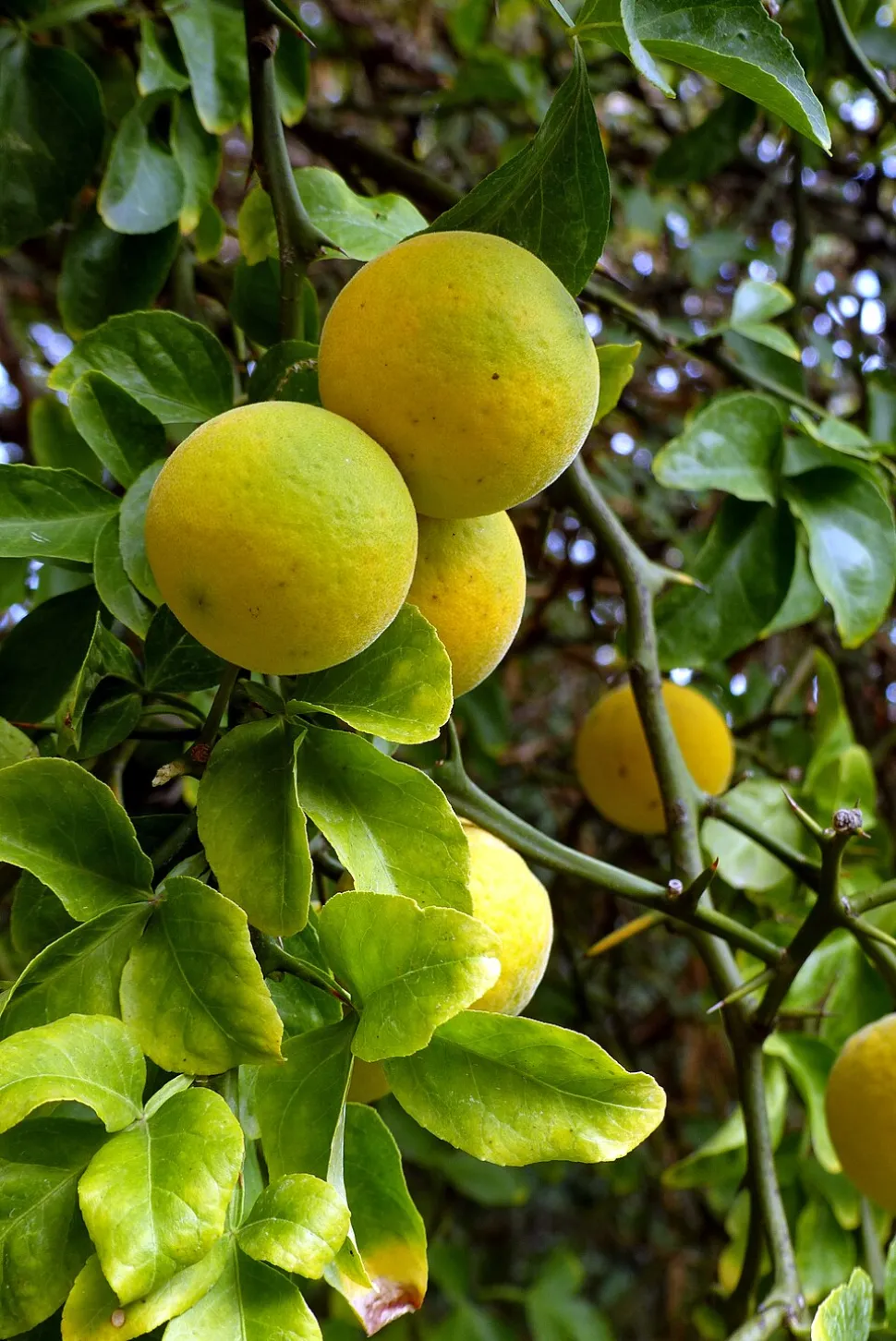 Frutto di Citrus trifoliata