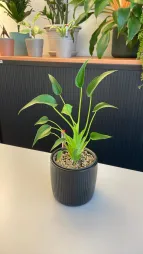 Alocasia lille danser