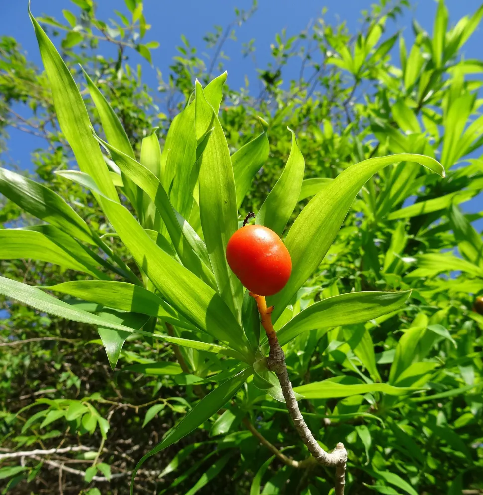 Rote Frucht Kerzenholz