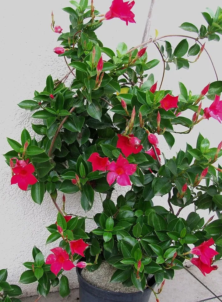Dipladénia cor-de-rosa Mandevilla sanderi