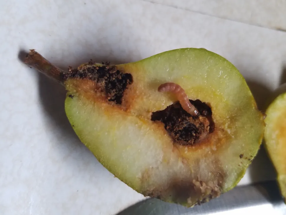 Fruitmot in een peer