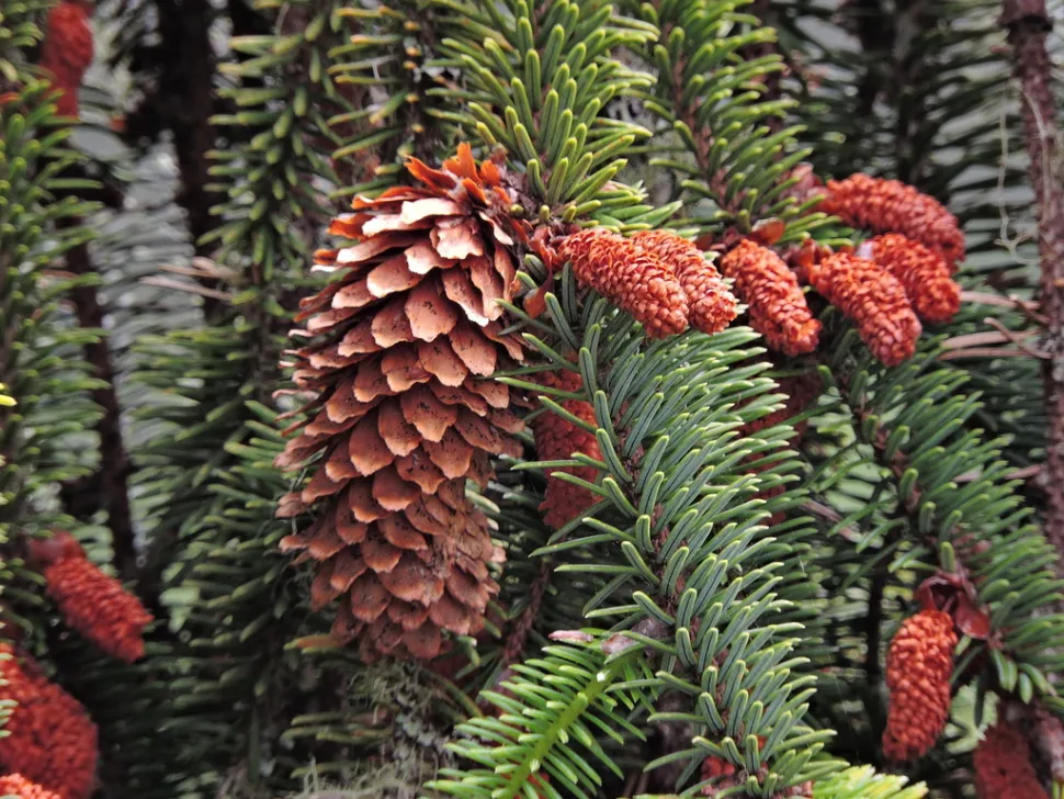 Piñas de pino rojo Picea sitchensis