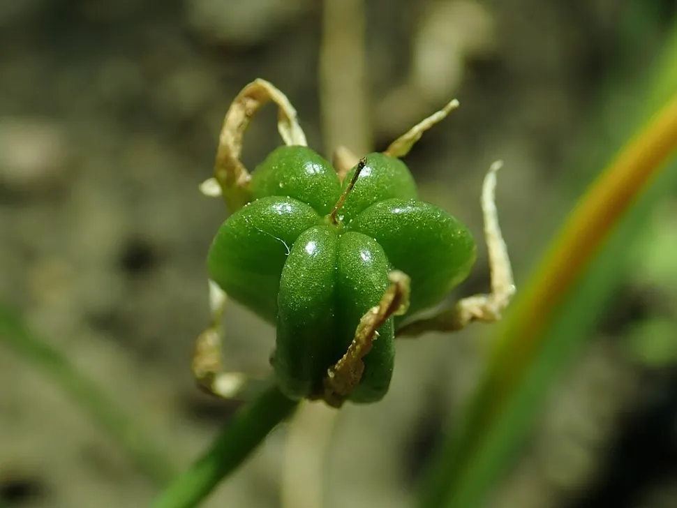 Frucht Ornithogalum umbellatum