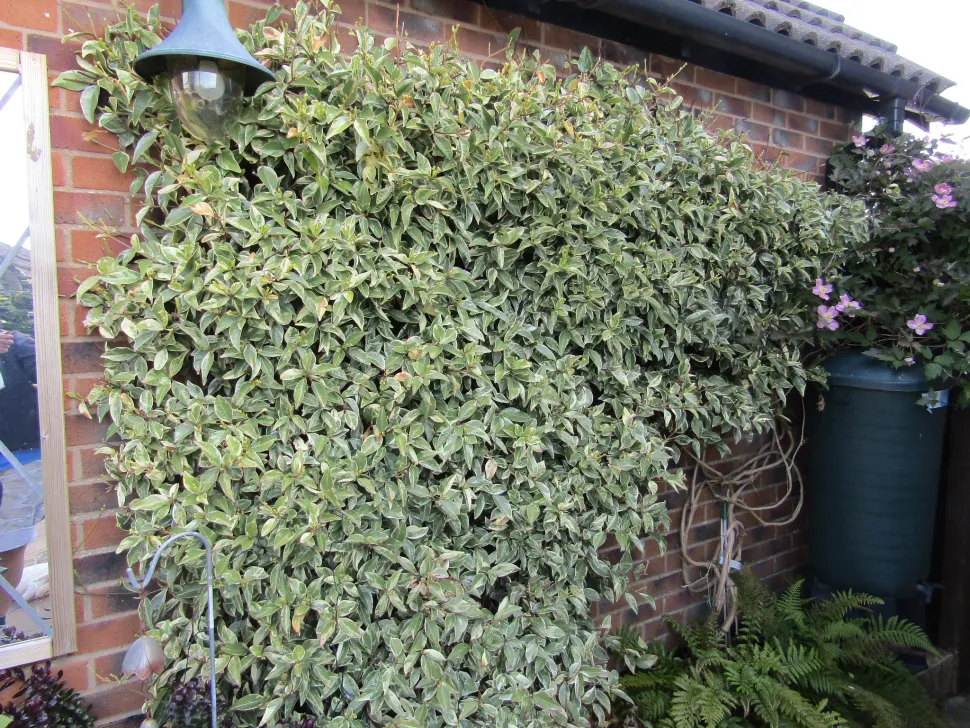 Trachelospermum jasminoides variegatum kletternd