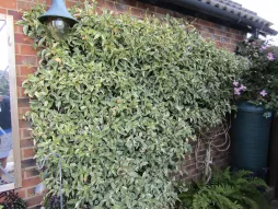 Trepadeira Trachelospermum jasminoides variegatum