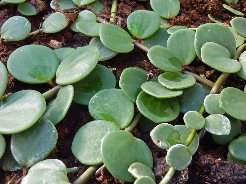 Foglie verdi e rotonde di Peperomia Hope