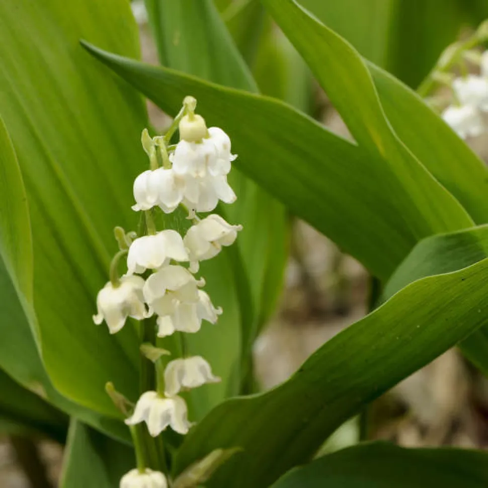 Fiori bianchi a forma di campana mughetto gigante