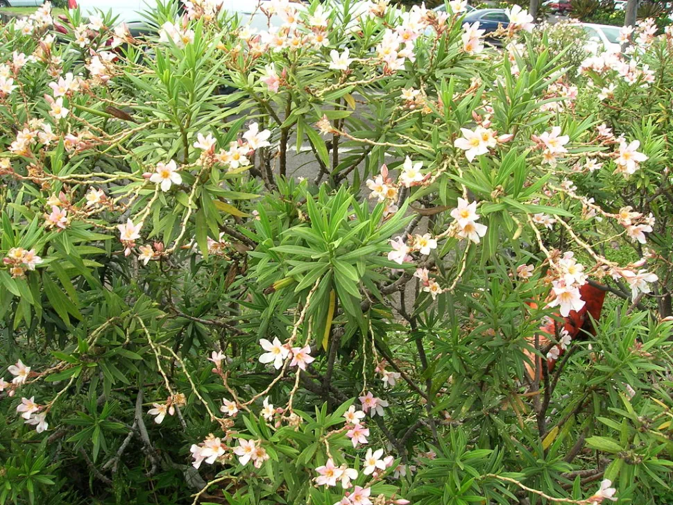 Arbusto de Nerium oleander Petite Salmon