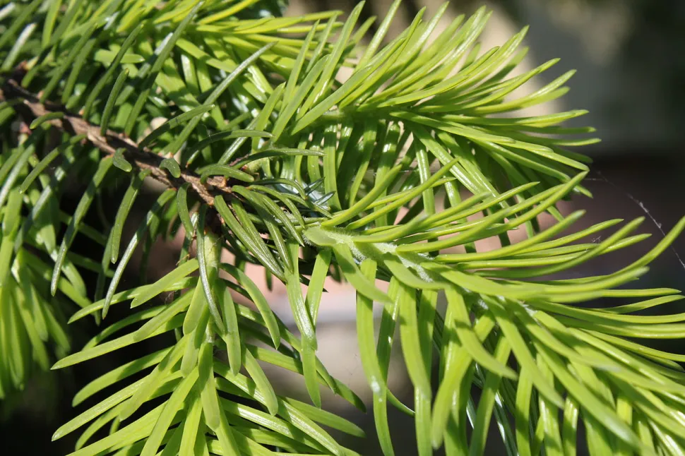 Picea omorica løv