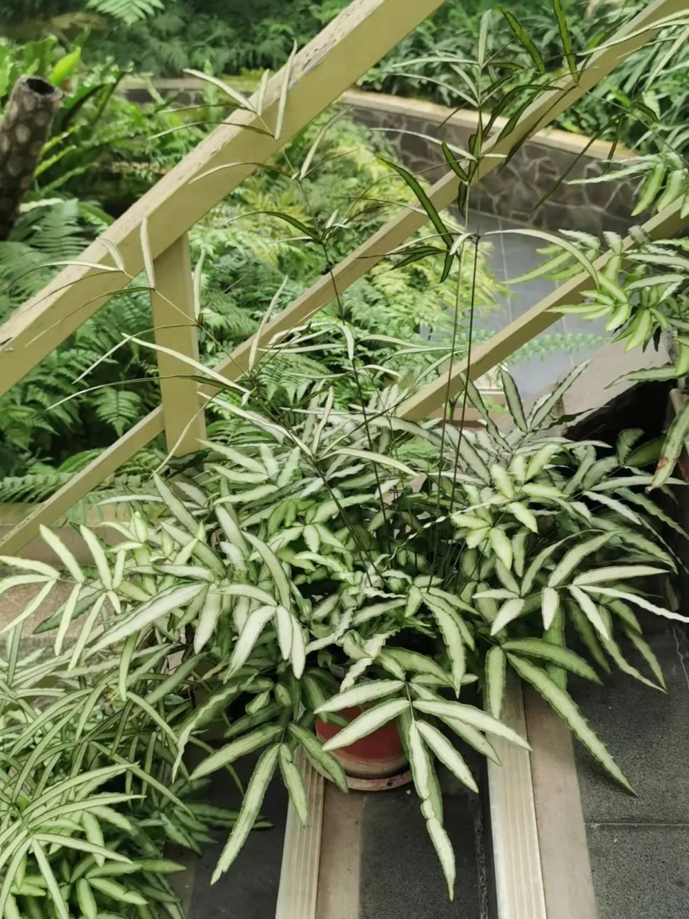 Pteris albolineata in vaso