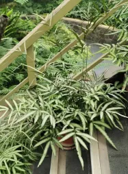 Pteris albolineata in vaso