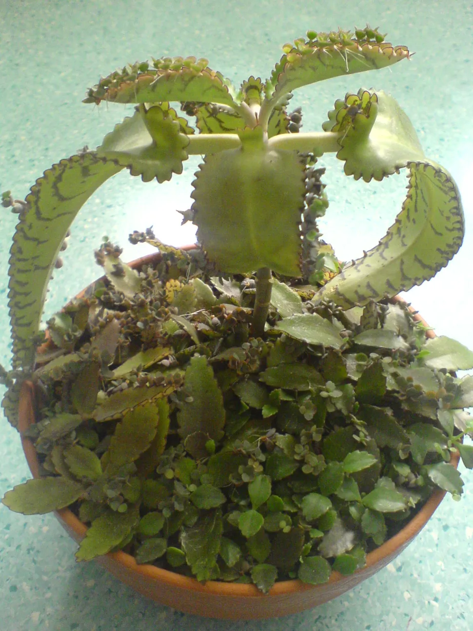 Kalanchoe de Daigremont en maceta