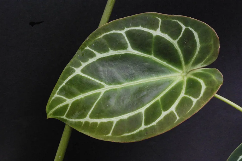 Grønne blade med hvide årer Anthurium crystallinum