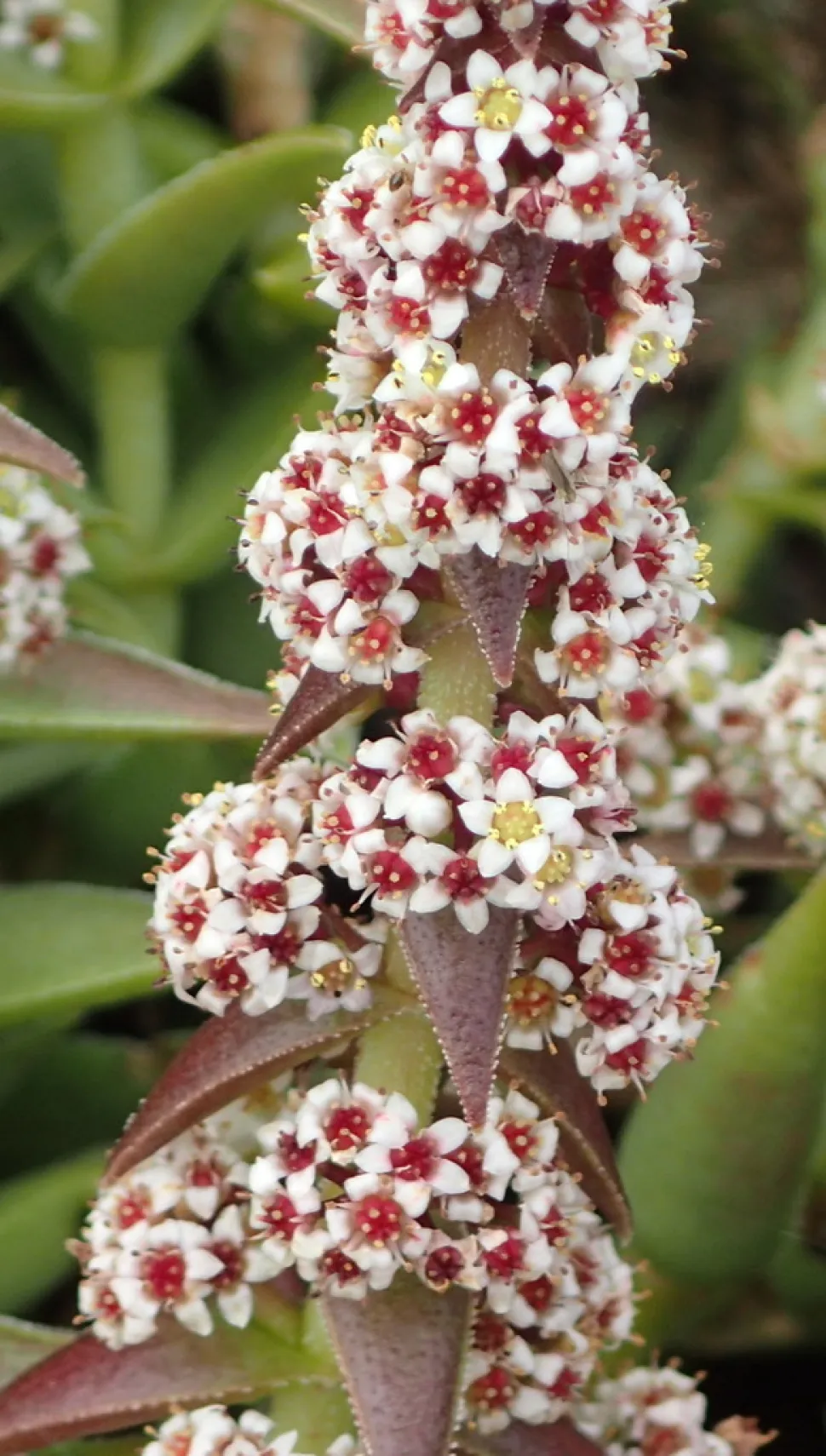 Bloemen van Crassula capitella thysriflora