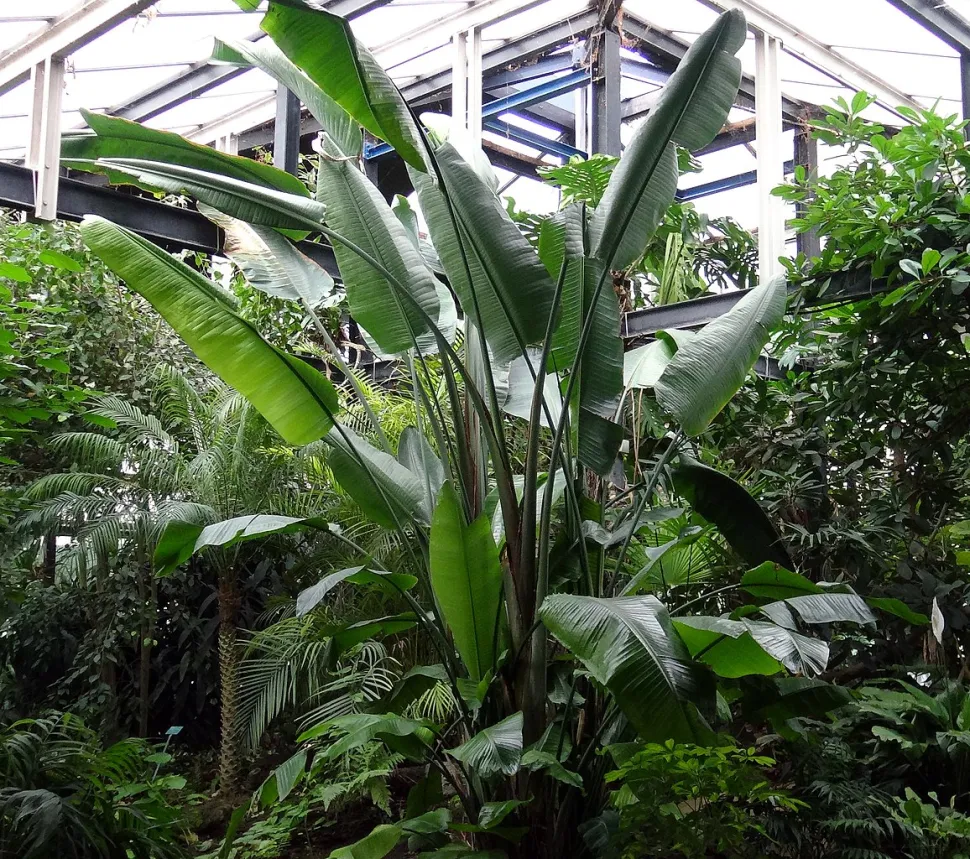 Urteagtig plante Strelitzia alba