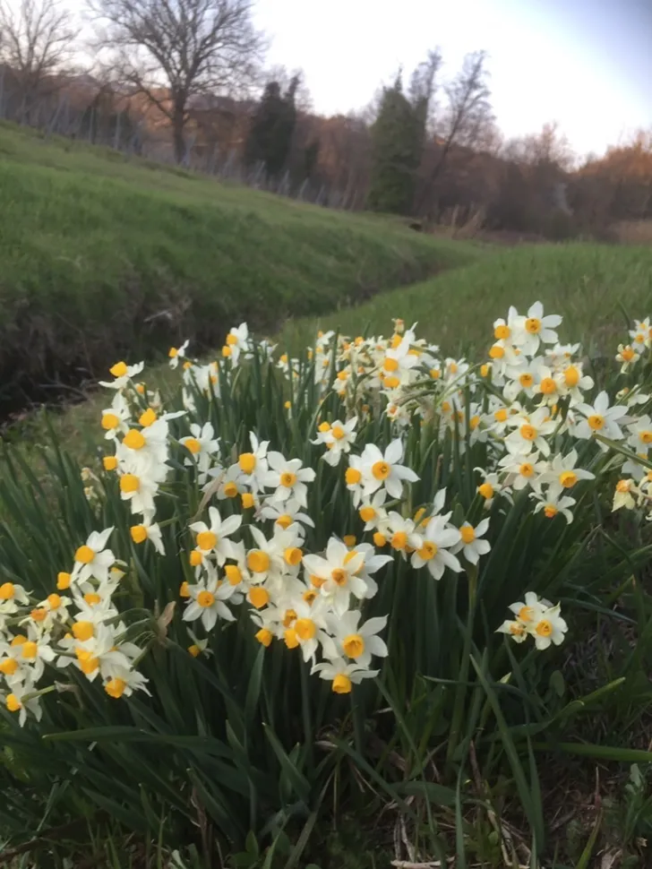 White and yellow narcissus Narcissus tazetta