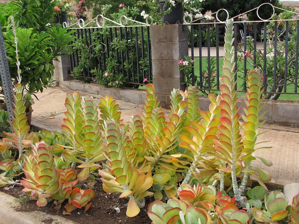 Kalanchoe thyrsiflora i jorden