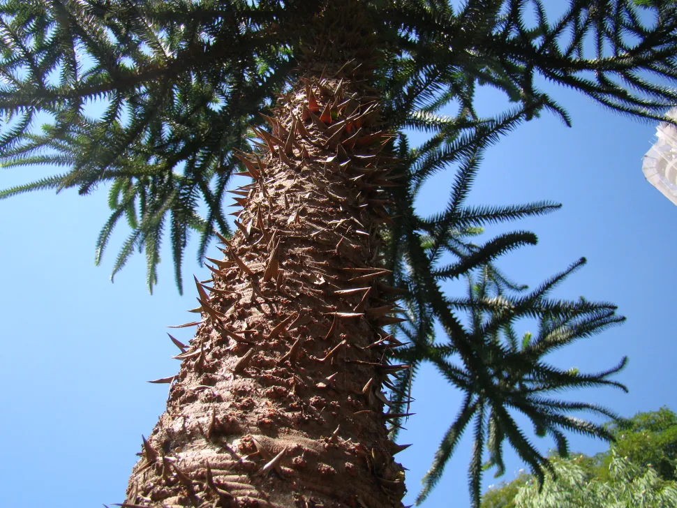 Tronco de Araucaria angustifolia