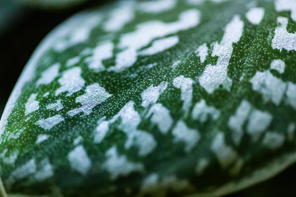 Sølvplettede grønne blade Scindapsus pictus argyraeus