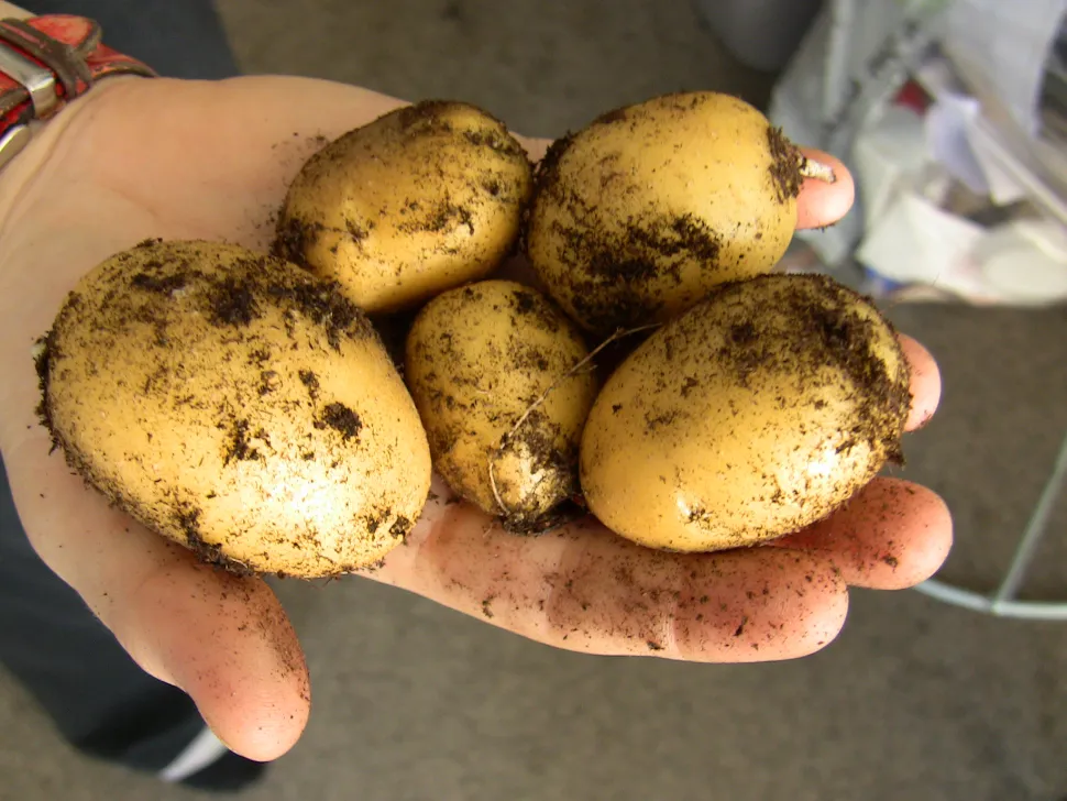 Early potato