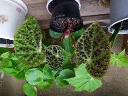 Begonia Ferox im Topf