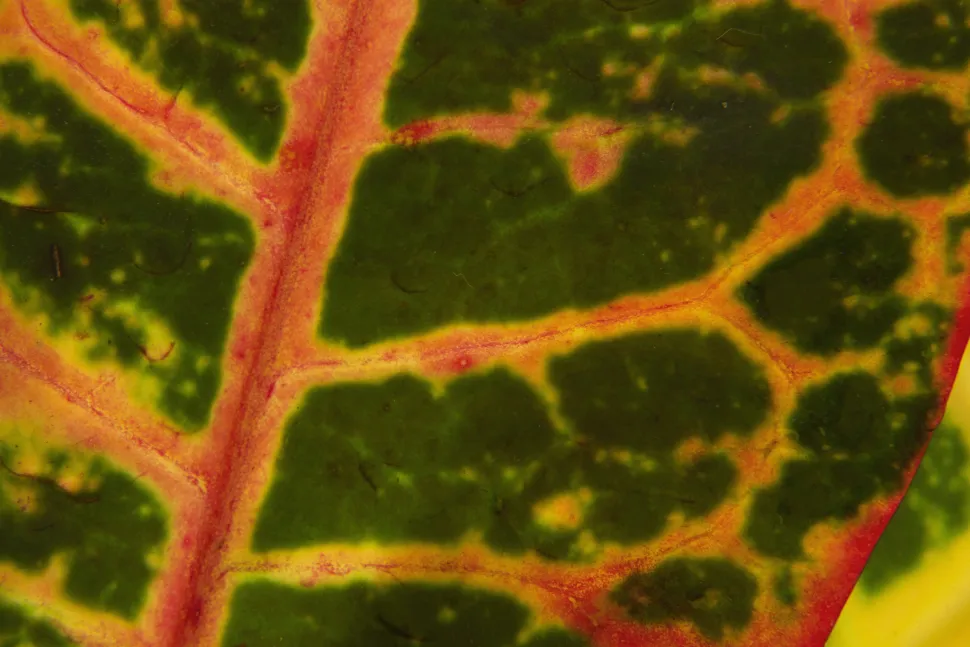Contrasting stripes of Petra croton