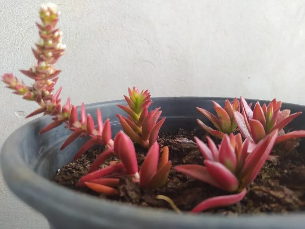 Crassula 'Campfire' em vaso