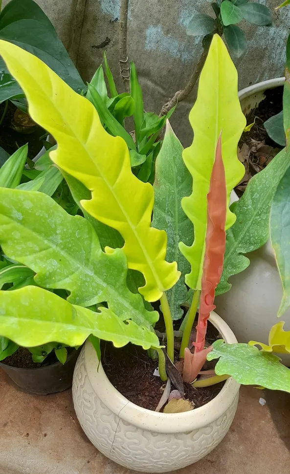 Philodendron 'Ring of Fire' en pot