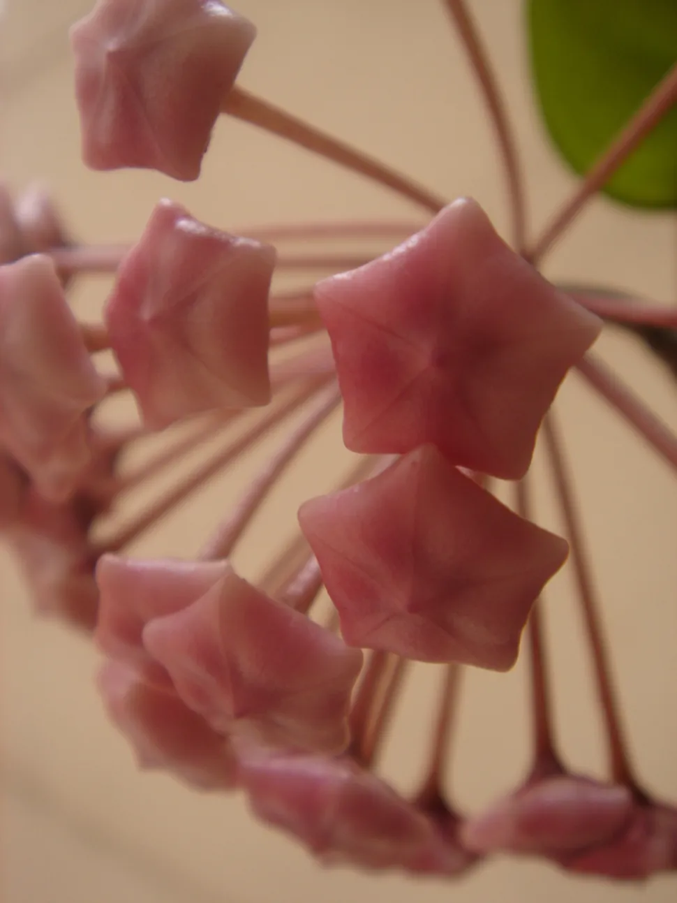 Flores de Hoya carnosa com botões cor-de-rosa