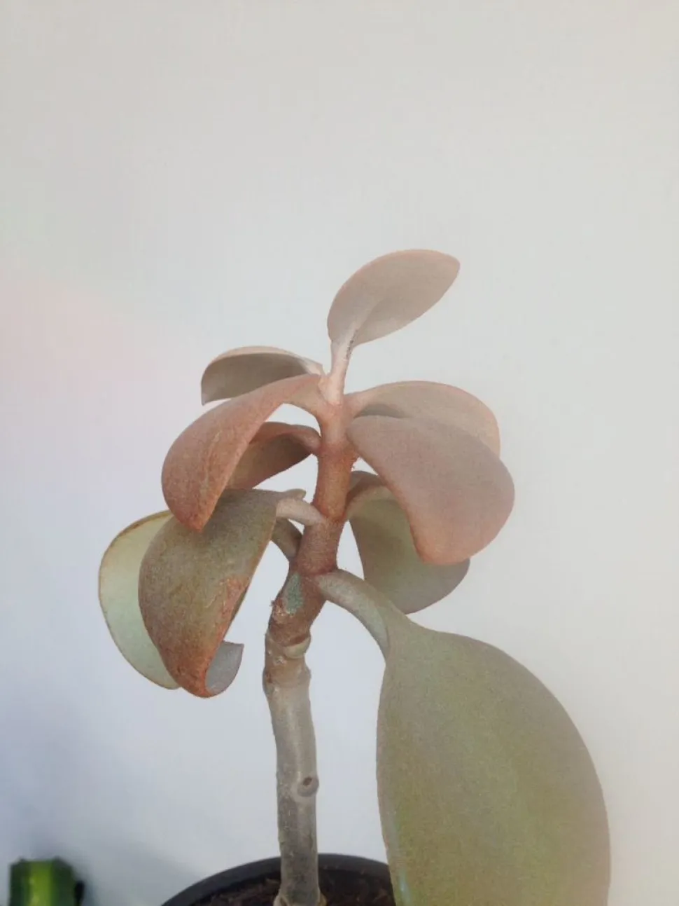 Pianta grassa con riflessi ramati Kalanchoe