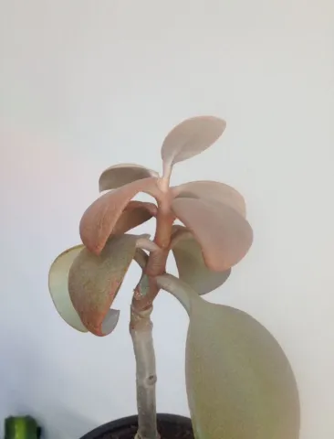 Plant met koperkleurige glans: Kalanchoë