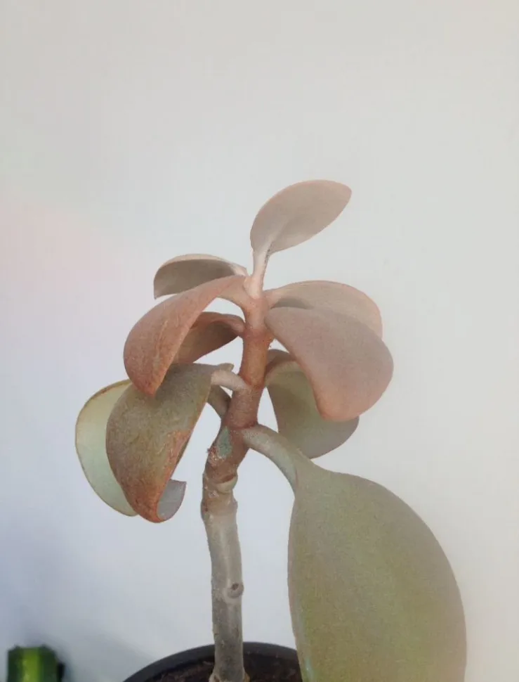 Sukkulente plante med kobberfarvet glans – Kalanchoe