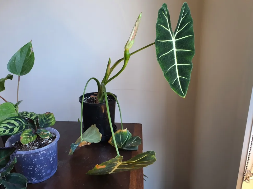 Alocasia Frydek in un vaso