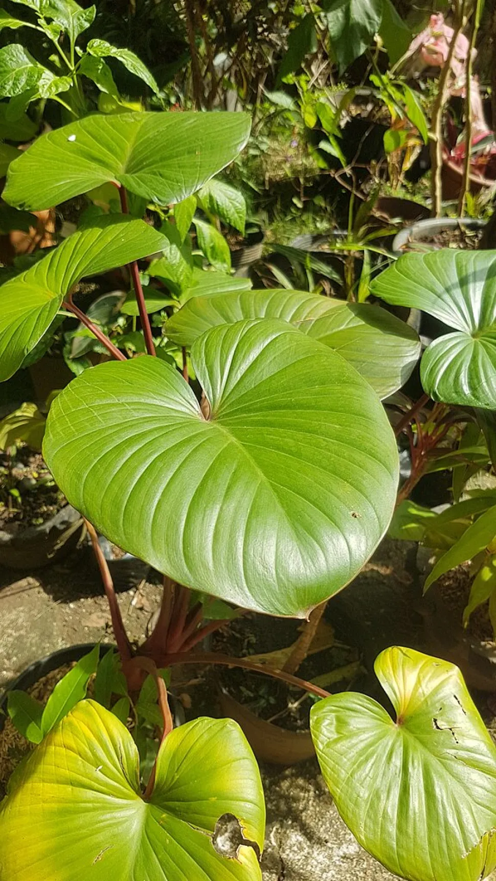 Homalomena rubescens foglie verdi steli marroni