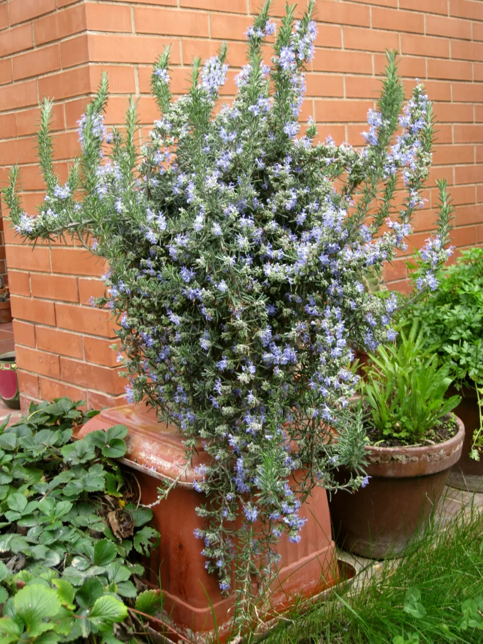 Arbusto planta aromática flores azuis pálidas