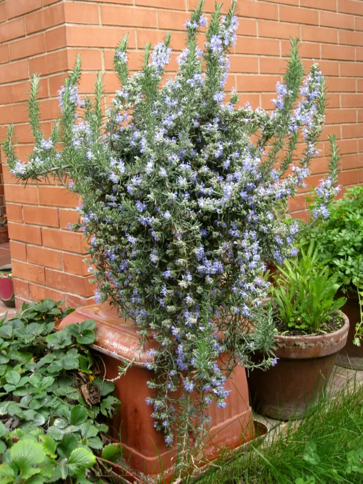 Strauch, aromatische Pflanze, blassblaue Blüten