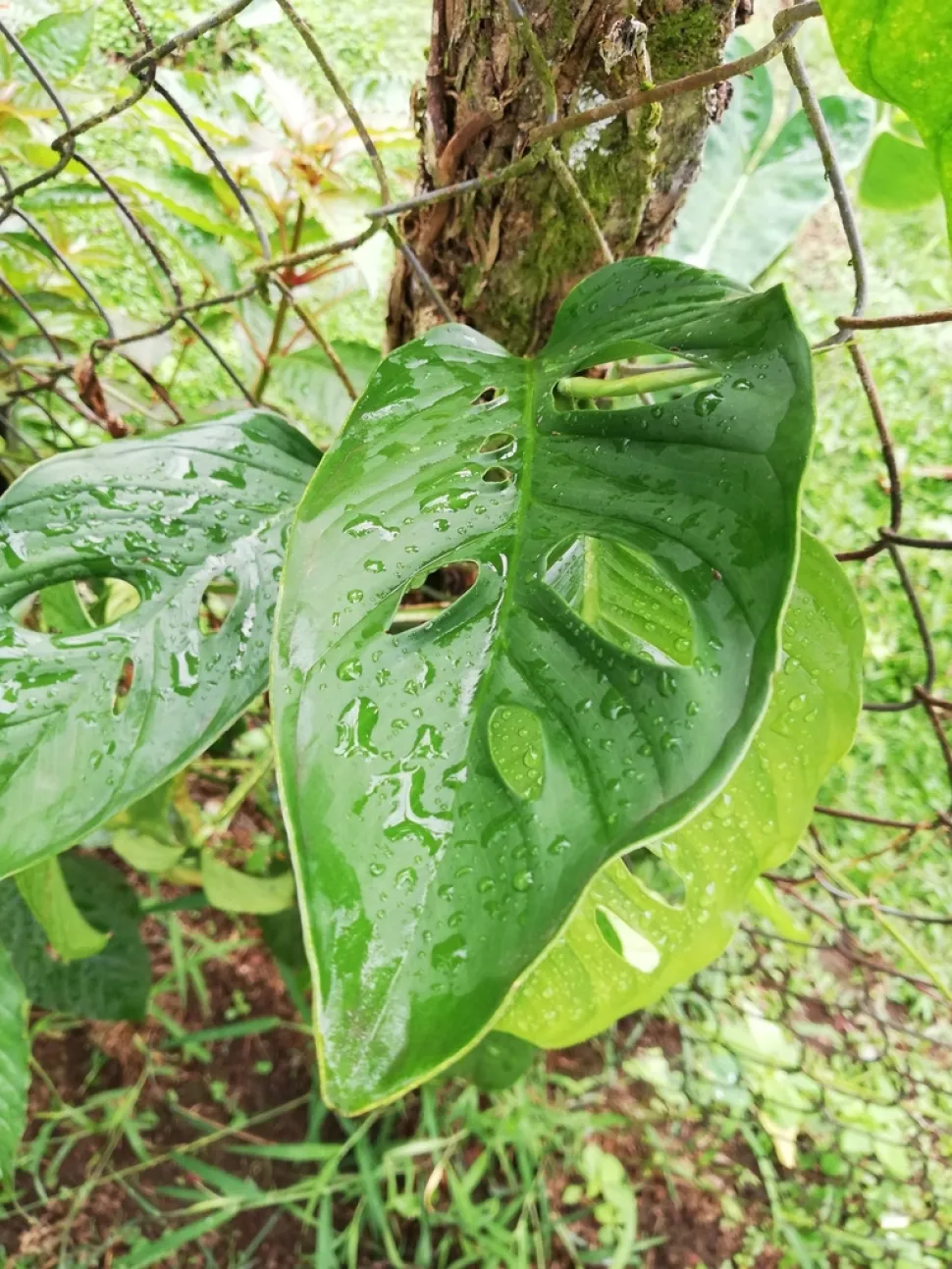 Monstera obliqua en el suelo
