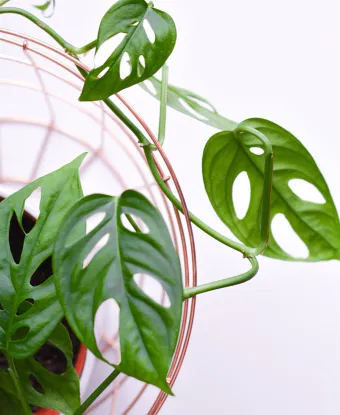 monstera monkey mask standort Topf / 12cm / Lieferhhe ca. 20cm