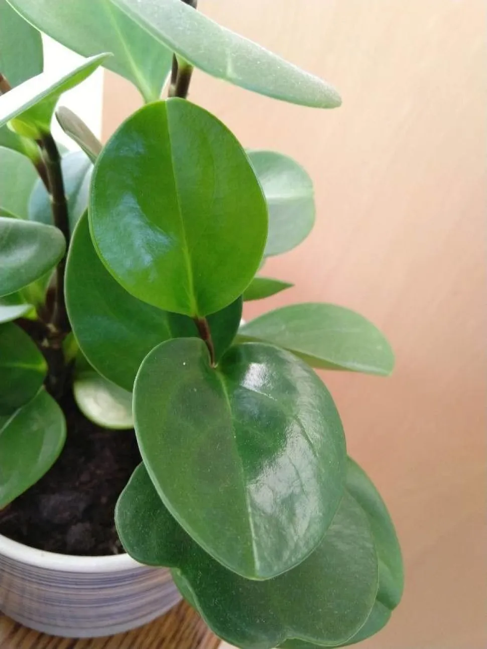 Peperomia obtusifolia num vaso
