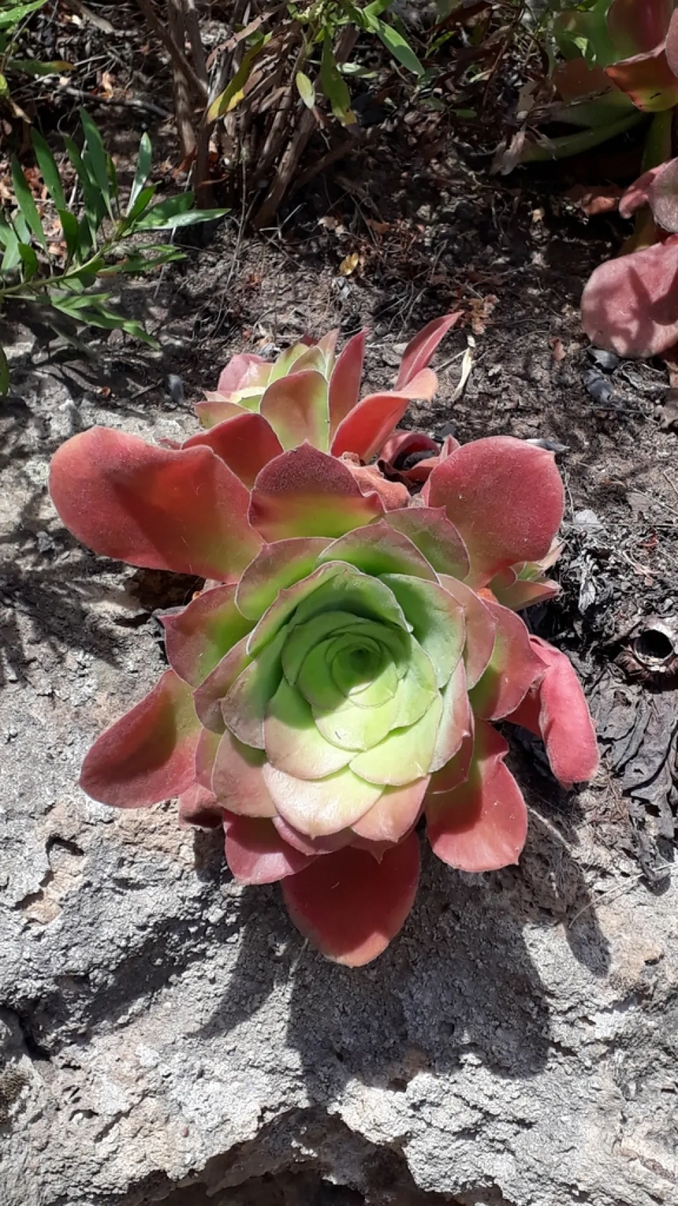 Aonium canariense groen en bruin