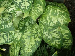 Folhas verdes variegadas Adelonema wallisii Camuflagem