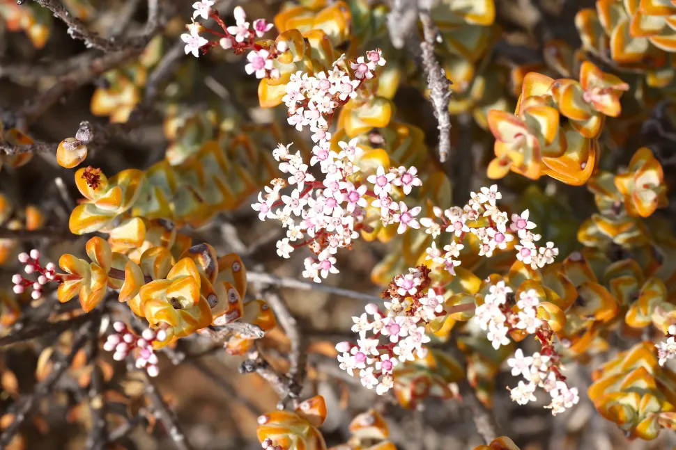Crassula rupestris in the ground