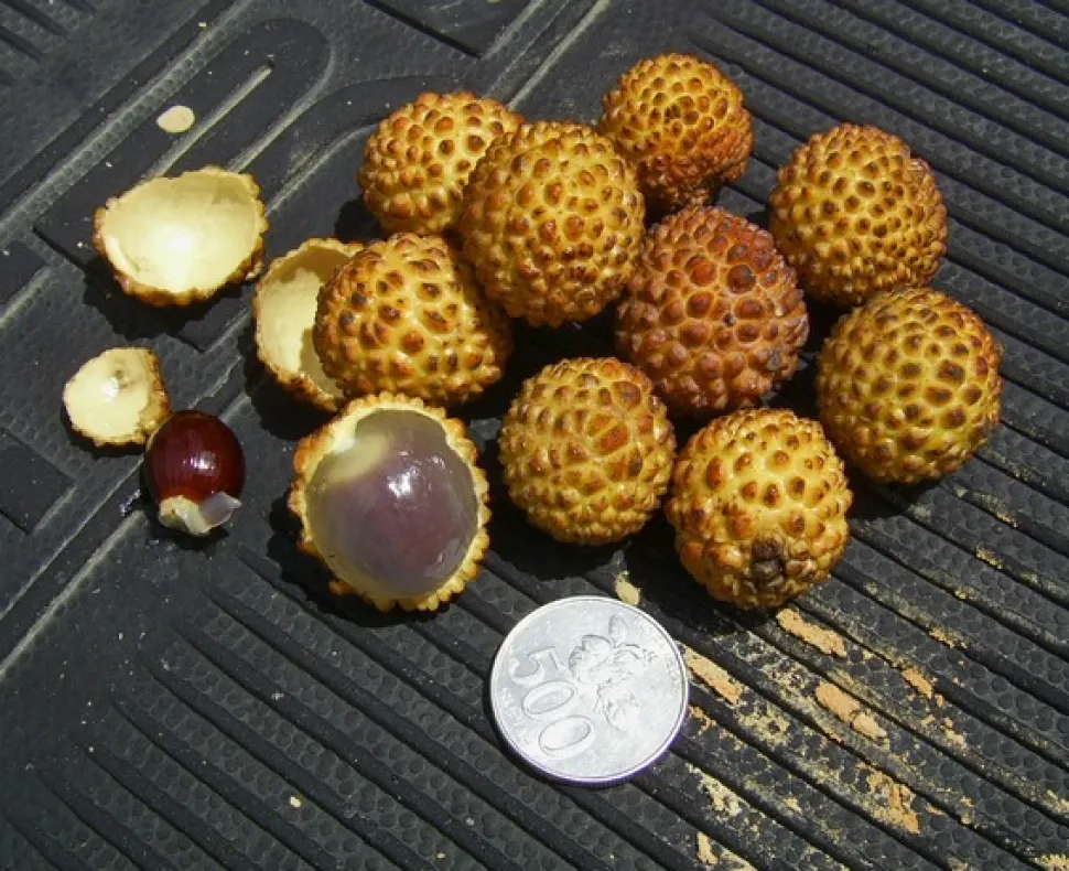 Frutto giallo Dimocarpus longan