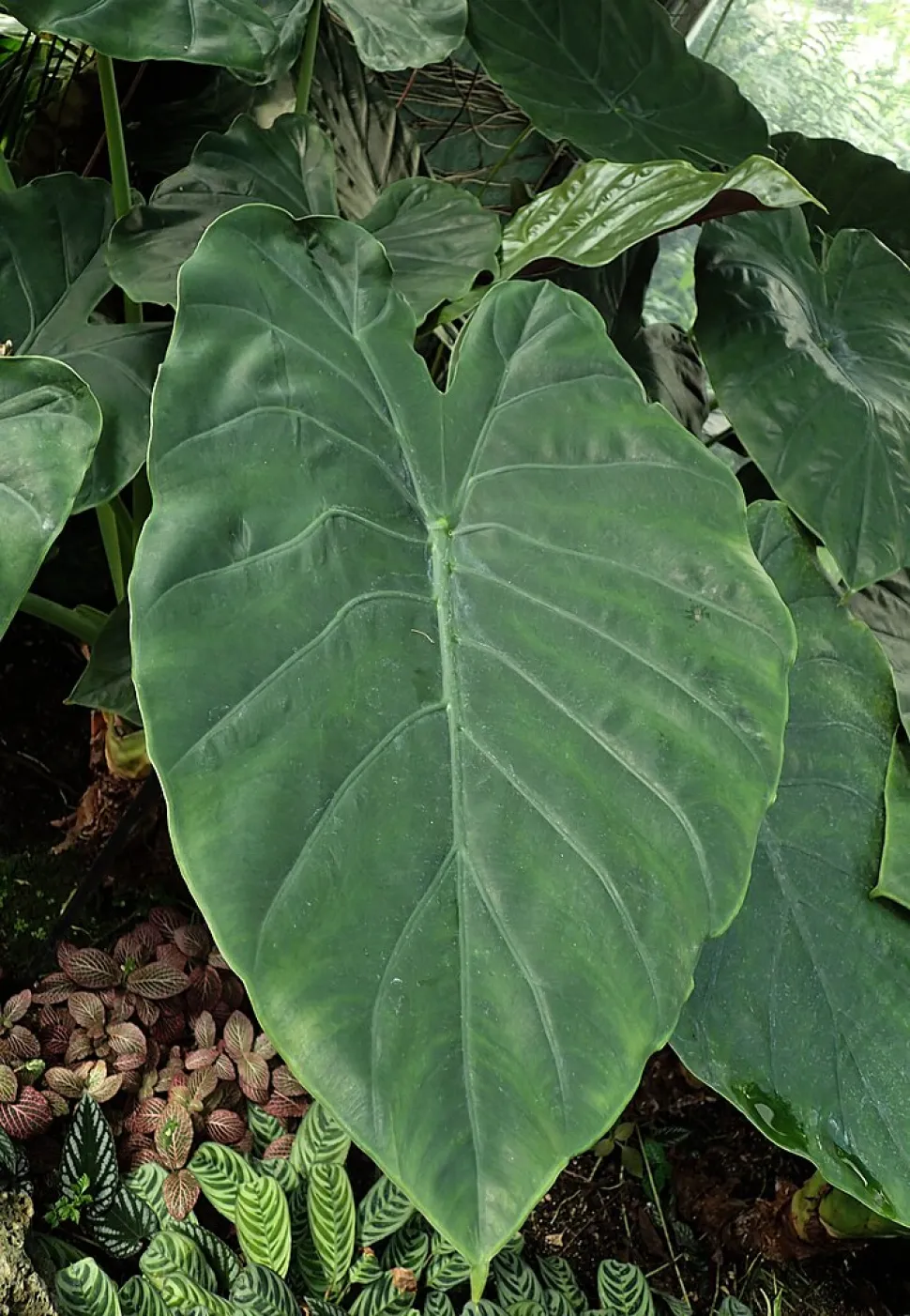 Feuillage vert foncé lancéolé Alocasia wentii