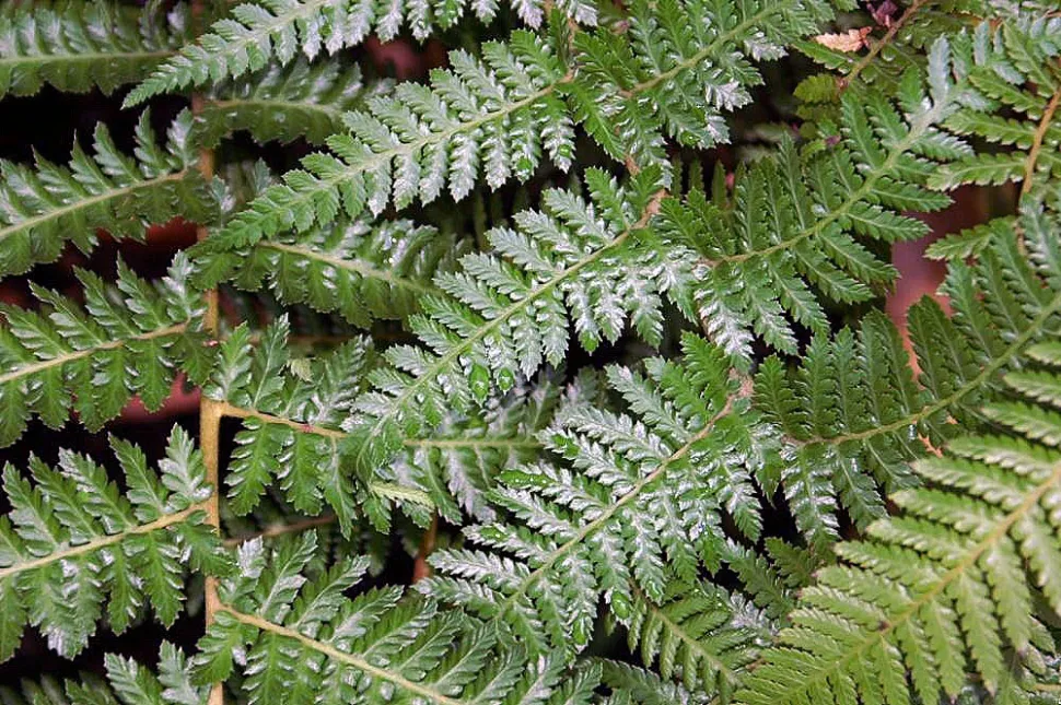 Groen blad varen Dicksonia antarctica