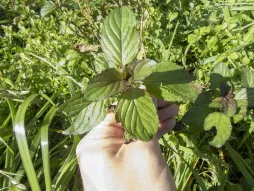 Peppermint leaves