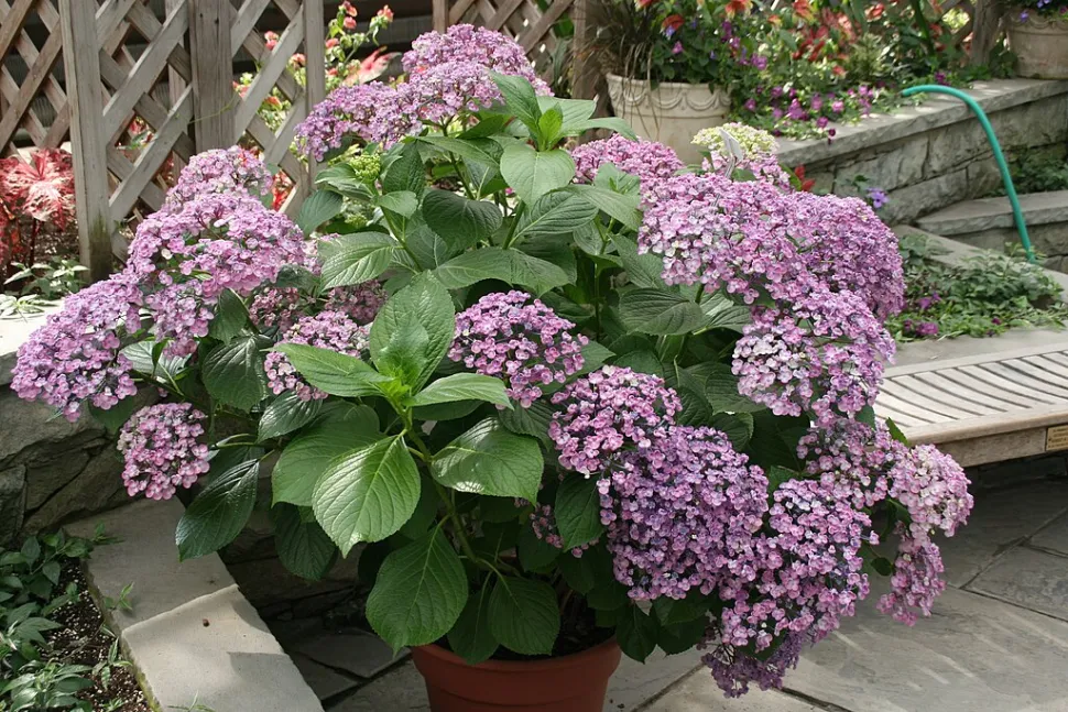 Violette Hydrangea im Topf
